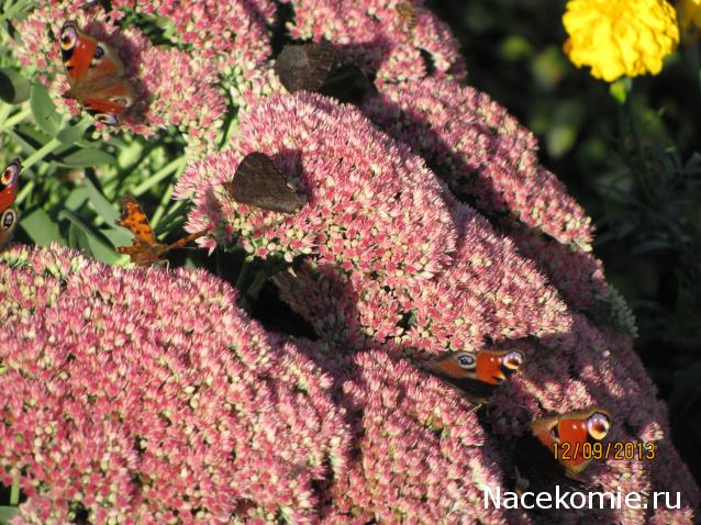 Фото насекомых (не из журнала)