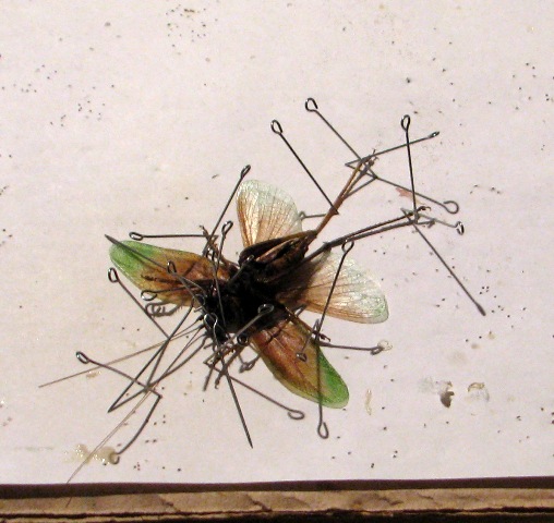 Самостоятельное коллекционирование насекомых