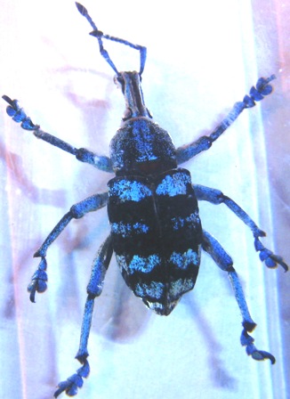 Насекомые №9 - Эуфолюс Великолепный (Eupholus magnificus)