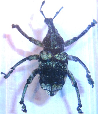 Насекомые №9 - Эуфолюс Великолепный (Eupholus magnificus)