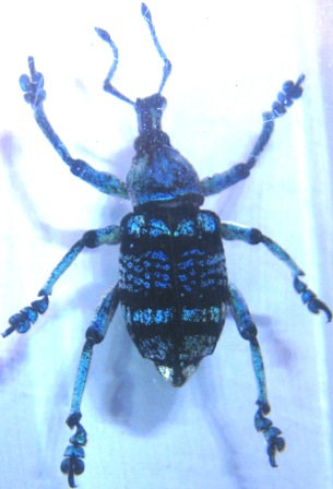 Насекомые №9 - Эуфолюс Великолепный (Eupholus magnificus)