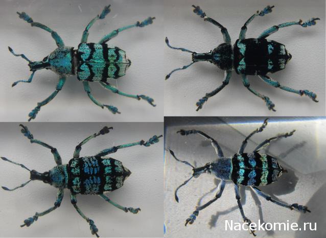 Насекомые №9 - Эуфолюс Великолепный (Eupholus magnificus)