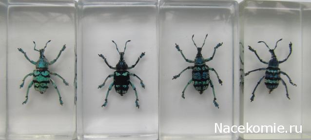Насекомые №9 - Эуфолюс Великолепный (Eupholus magnificus)