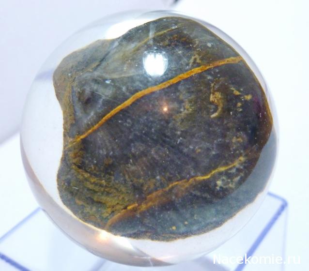 Чудеса Природы №7 - Раковина двустворчатого моллюска