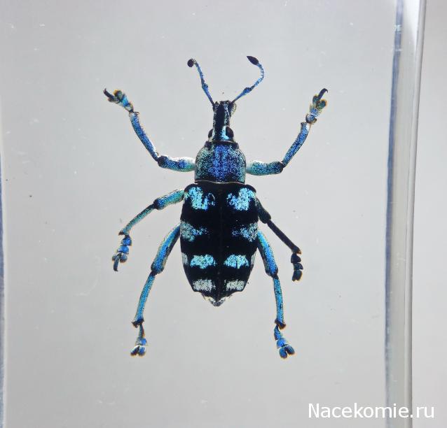 Насекомые №9 - Эуфолюс Великолепный (Eupholus magnificus)