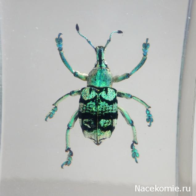 Насекомые №9 - Эуфолюс Великолепный (Eupholus magnificus)