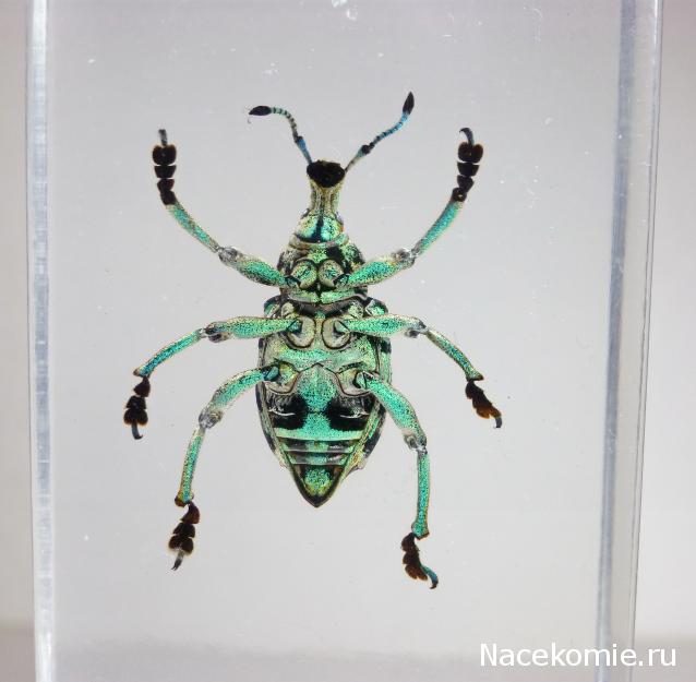 Насекомые №9 - Эуфолюс Великолепный (Eupholus magnificus)