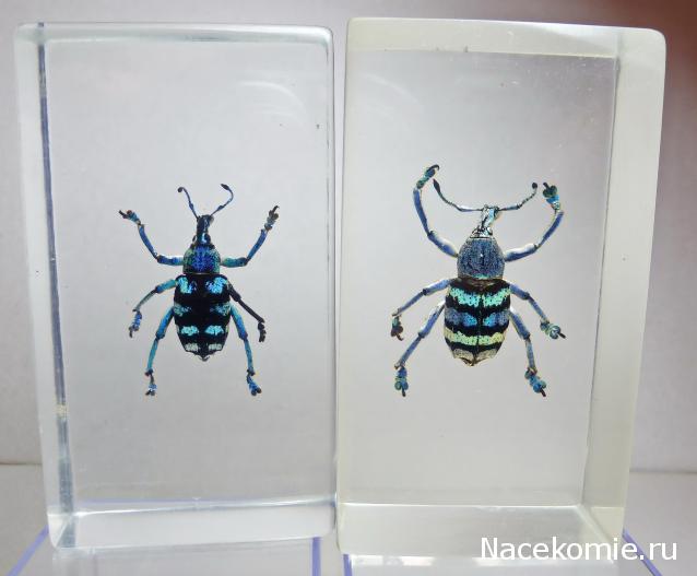 Насекомые №9 - Эуфолюс Великолепный (Eupholus magnificus)