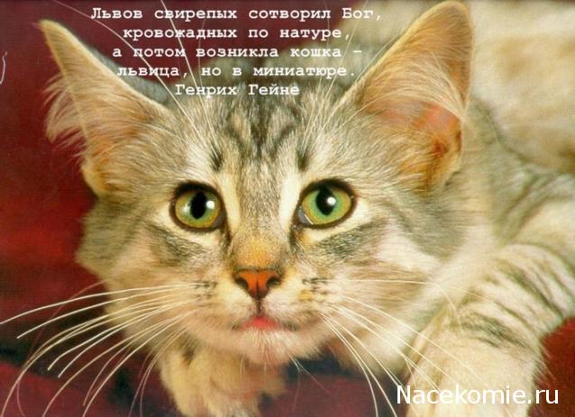 Дом Мечты Болталка: перезагрузка