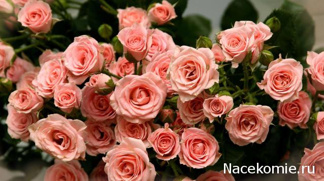 Собери Чёрную жемчужину. Пиратский трёп