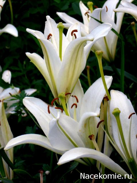 Дамы эпохи - Наши дни рождения