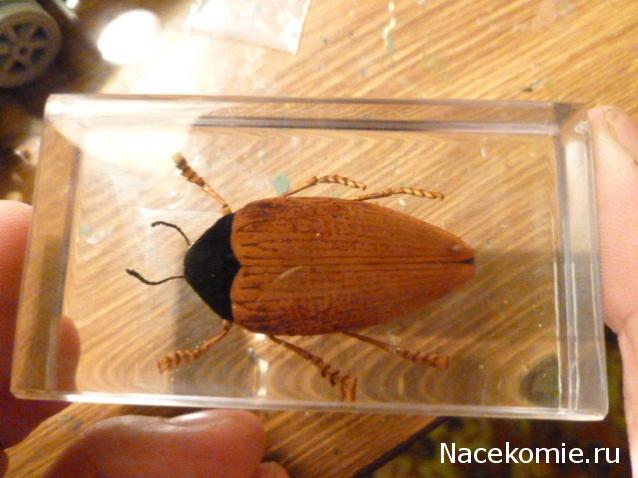 Насекомые №10 - Стерноцера Хильдебрандти (Sternocera hildebrandti)
