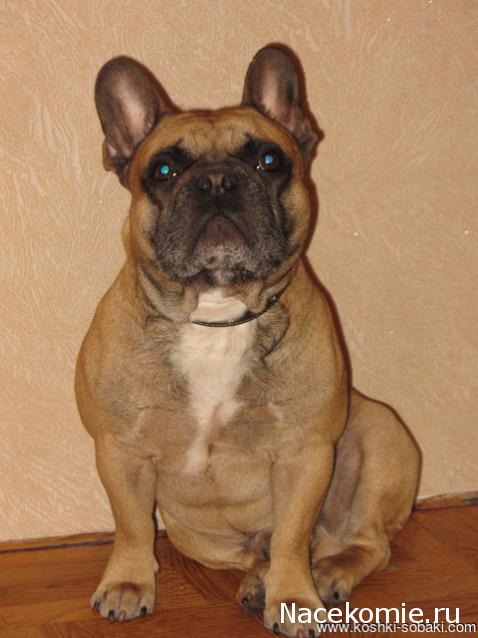 OksaNaV - Дача в Комарово