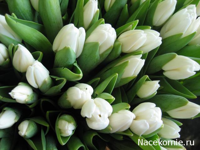 Eriden. Сперва жильцы, потом и домик