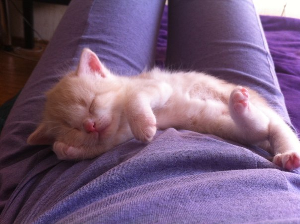 Дом Мечты Болталка: перезагрузка