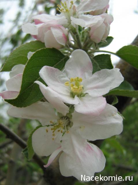 Наши Дни Рождения