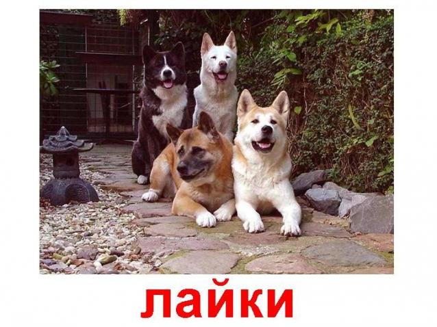 Наполеоновские Войны - Новая флудилка