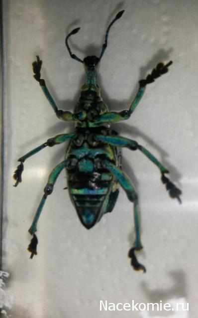 Насекомые №9 - Эуфолюс Великолепный (Eupholus magnificus)