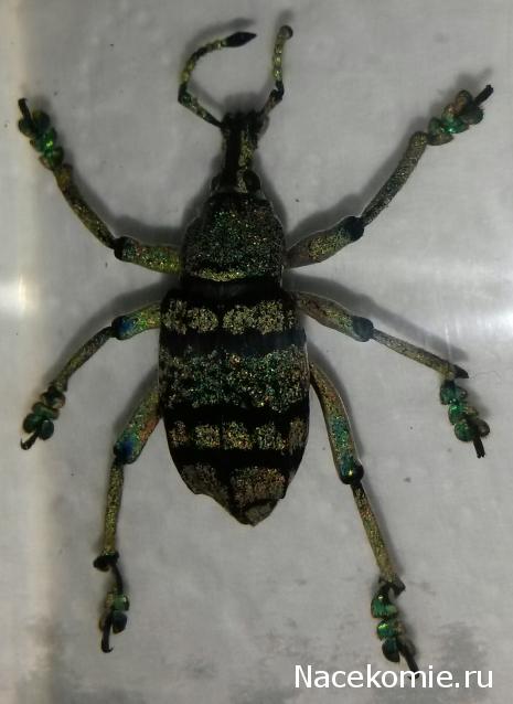 Насекомые №9 - Эуфолюс Великолепный (Eupholus magnificus)