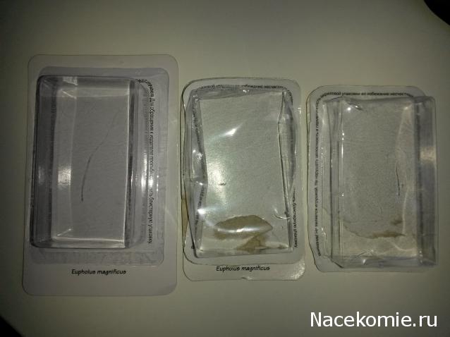 Насекомые №9 - Эуфолюс Великолепный (Eupholus magnificus)