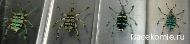 Насекомые №9 - Эуфолюс Великолепный (Eupholus magnificus)
