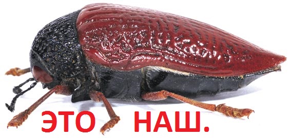 Насекомые №10 - Стерноцера Хильдебрандти (Sternocera hildebrandti)