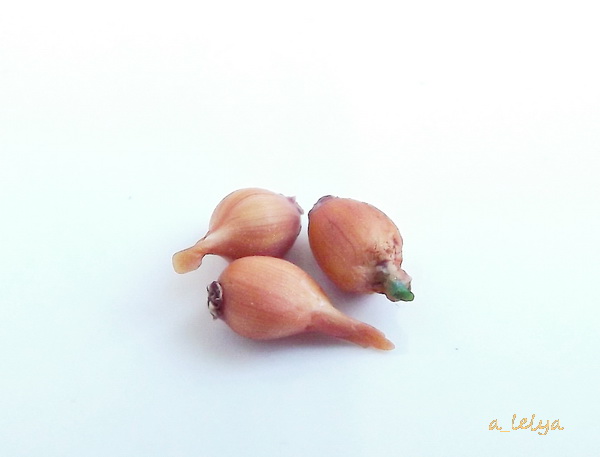 alelya - обо всем понемногу, или...