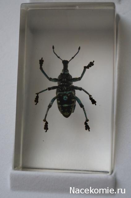 Насекомые №9 - Эуфолюс Великолепный (Eupholus magnificus)