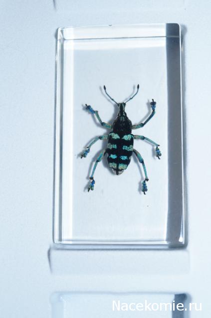 Насекомые №9 - Эуфолюс Великолепный (Eupholus magnificus)