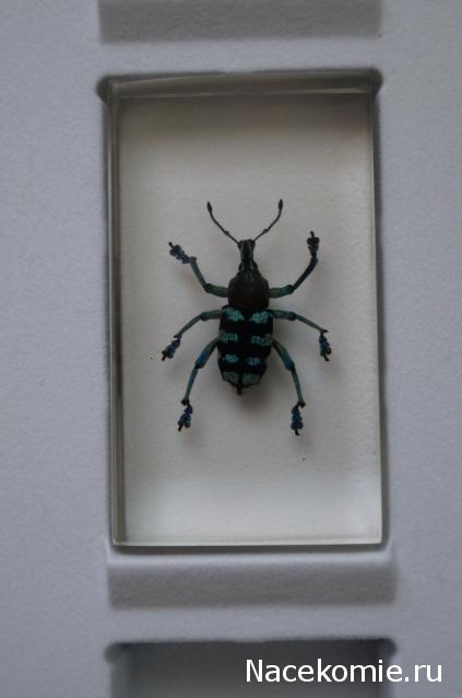 Насекомые №9 - Эуфолюс Великолепный (Eupholus magnificus)