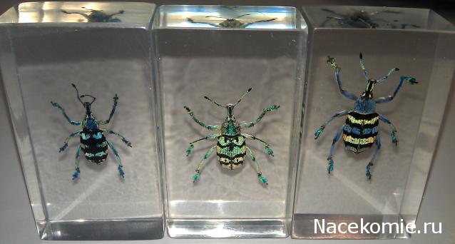 Насекомые №9 - Эуфолюс Великолепный (Eupholus magnificus)