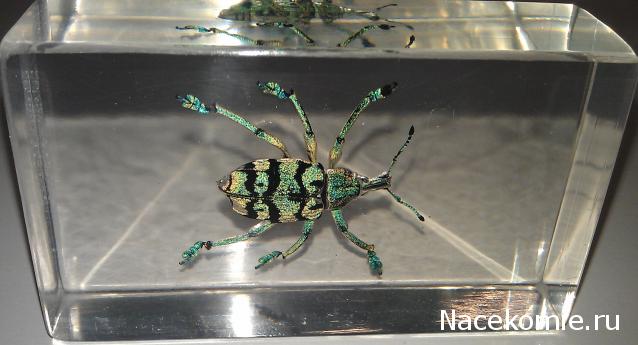 Насекомые №9 - Эуфолюс Великолепный (Eupholus magnificus)