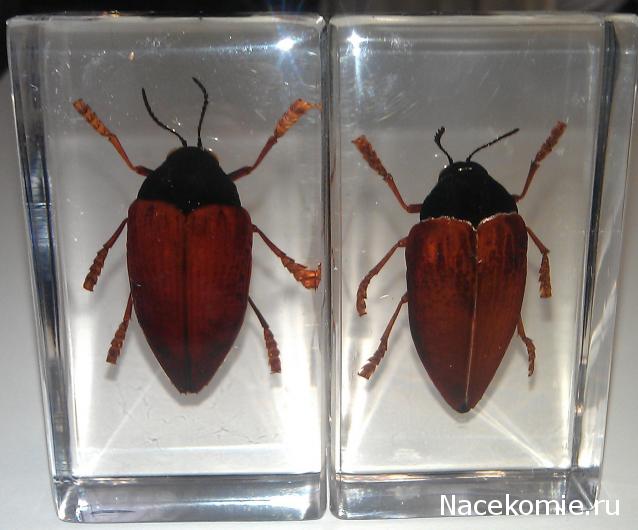 Насекомые №10 - Стерноцера Хильдебрандти (Sternocera hildebrandti)