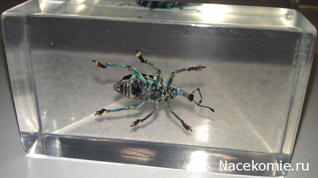 Насекомые №9 - Эуфолюс Великолепный (Eupholus magnificus)