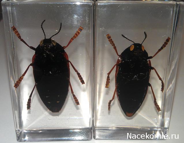 Насекомые №10 - Стерноцера Хильдебрандти (Sternocera hildebrandti)