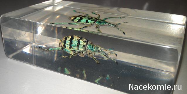 Насекомые №9 - Эуфолюс Великолепный (Eupholus magnificus)