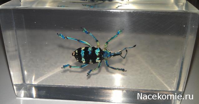 Насекомые №9 - Эуфолюс Великолепный (Eupholus magnificus)