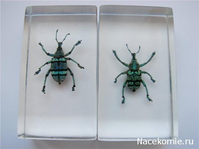 Насекомые №9 - Эуфолюс Великолепный (Eupholus magnificus)