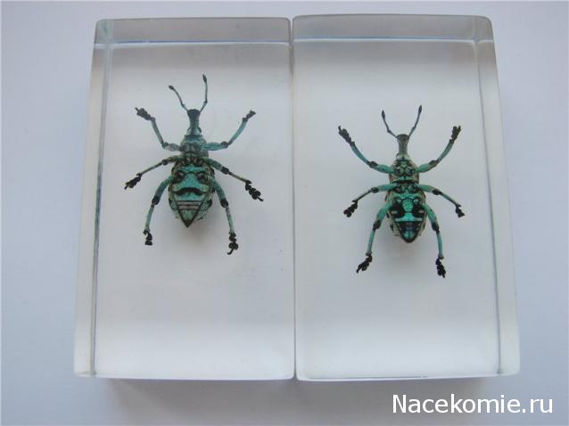 Насекомые №9 - Эуфолюс Великолепный (Eupholus magnificus)