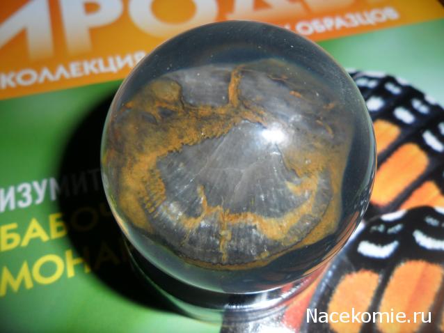 Чудеса Природы №7 - Раковина двустворчатого моллюска