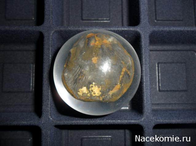 Чудеса Природы №7 - Раковина двустворчатого моллюска