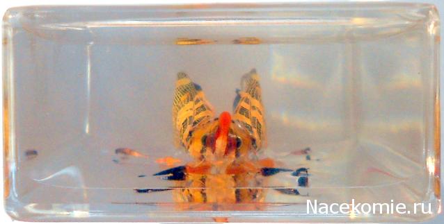 Насекомые №8 - Азиатская цикада (Pyrops cf. candelaria)