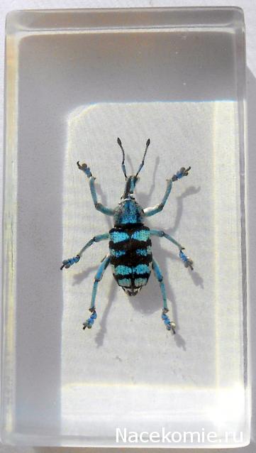 Насекомые №9 - Эуфолюс Великолепный (Eupholus magnificus)
