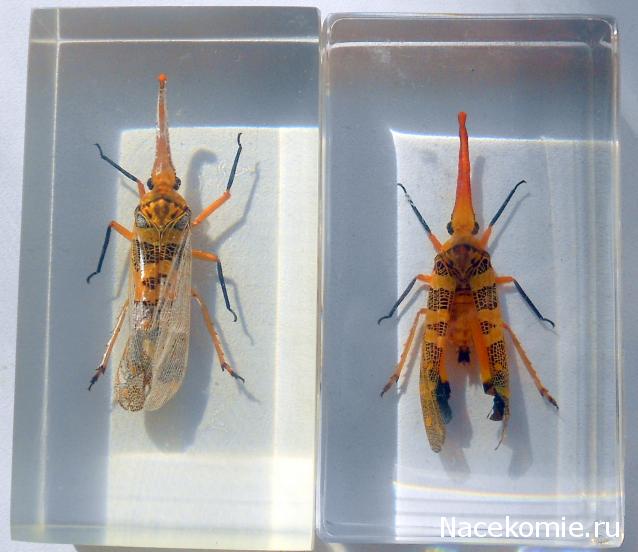 Насекомые №8 - Азиатская цикада (Pyrops cf. candelaria)