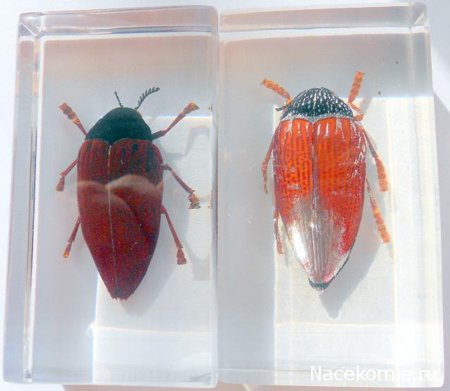 Насекомые №10 - Стерноцера Хильдебрандти (Sternocera hildebrandti)
