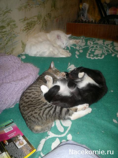 Дом Мечты Болталка: перезагрузка