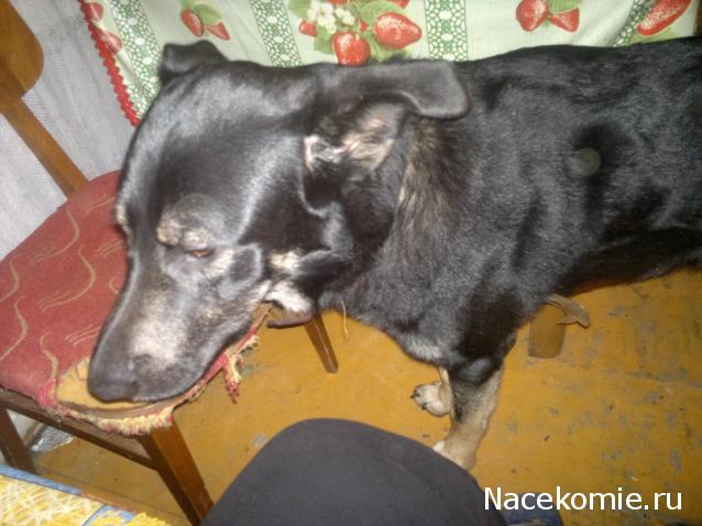 Дом Мечты Болталка: перезагрузка