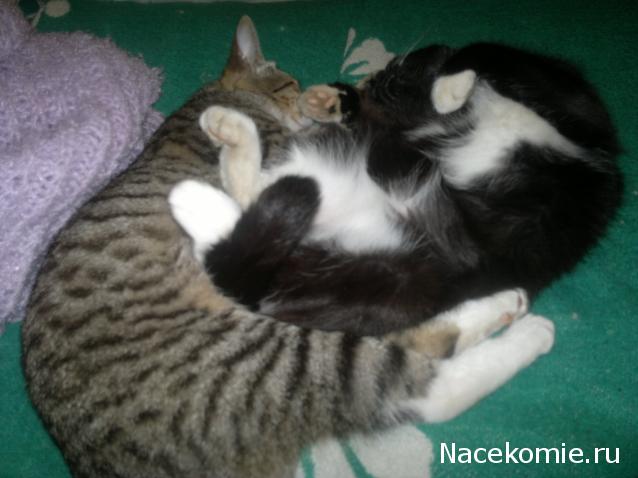 Дом Мечты Болталка: перезагрузка