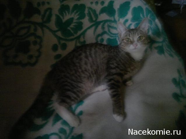 Дом Мечты Болталка: перезагрузка