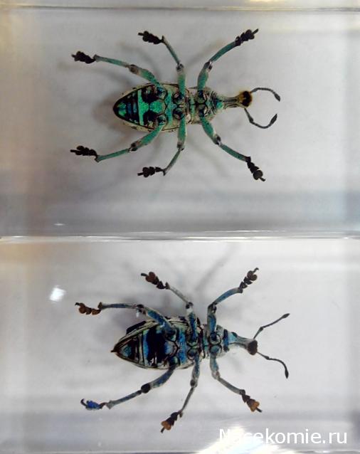 Насекомые №9 - Эуфолюс Великолепный (Eupholus magnificus)